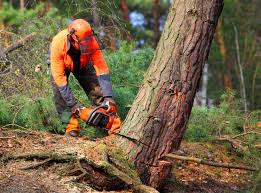 Best Hazardous Tree Removal  in Sale Creek, TN