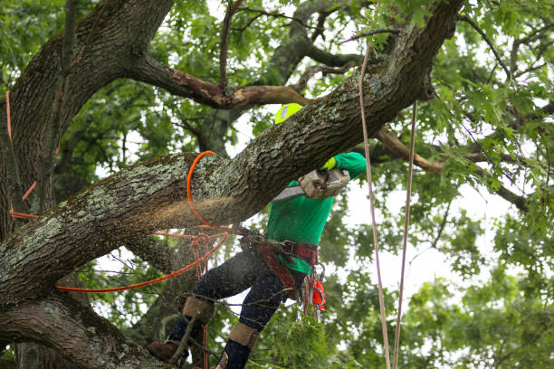 Best Fruit Tree Pruning  in Sale Creek, TN