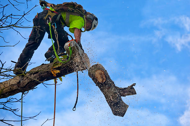 Best Stump Grinding and Removal  in Sale Creek, TN